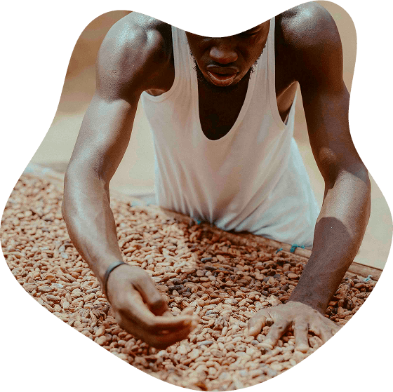 cocoa