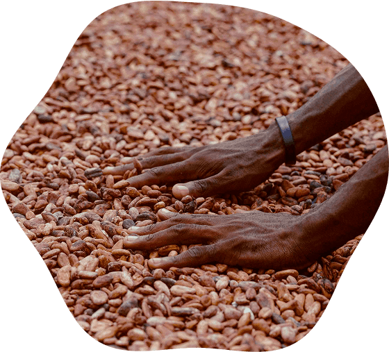 cocoa